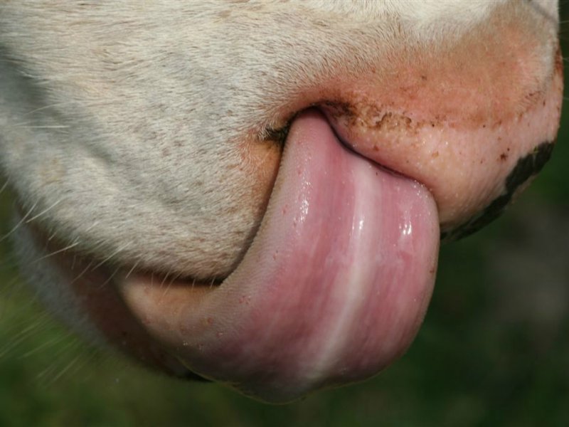 Dieren